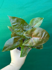 Syngonium 'Berry’