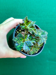 Begonia NOID 25