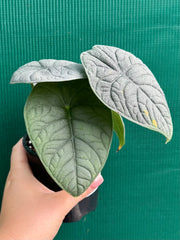 Alocasia ‘Melo’