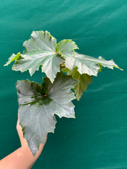 Begonia ‘Irene Nuss’