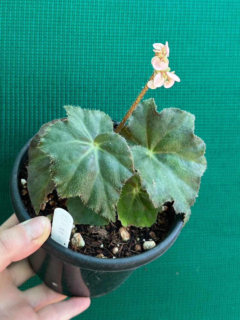 Begonia ‘RB Hybrid 653’