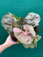 Syngonium 'Strawberry Ice’