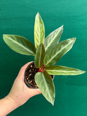 Stomanthe ‘Sanguinea’