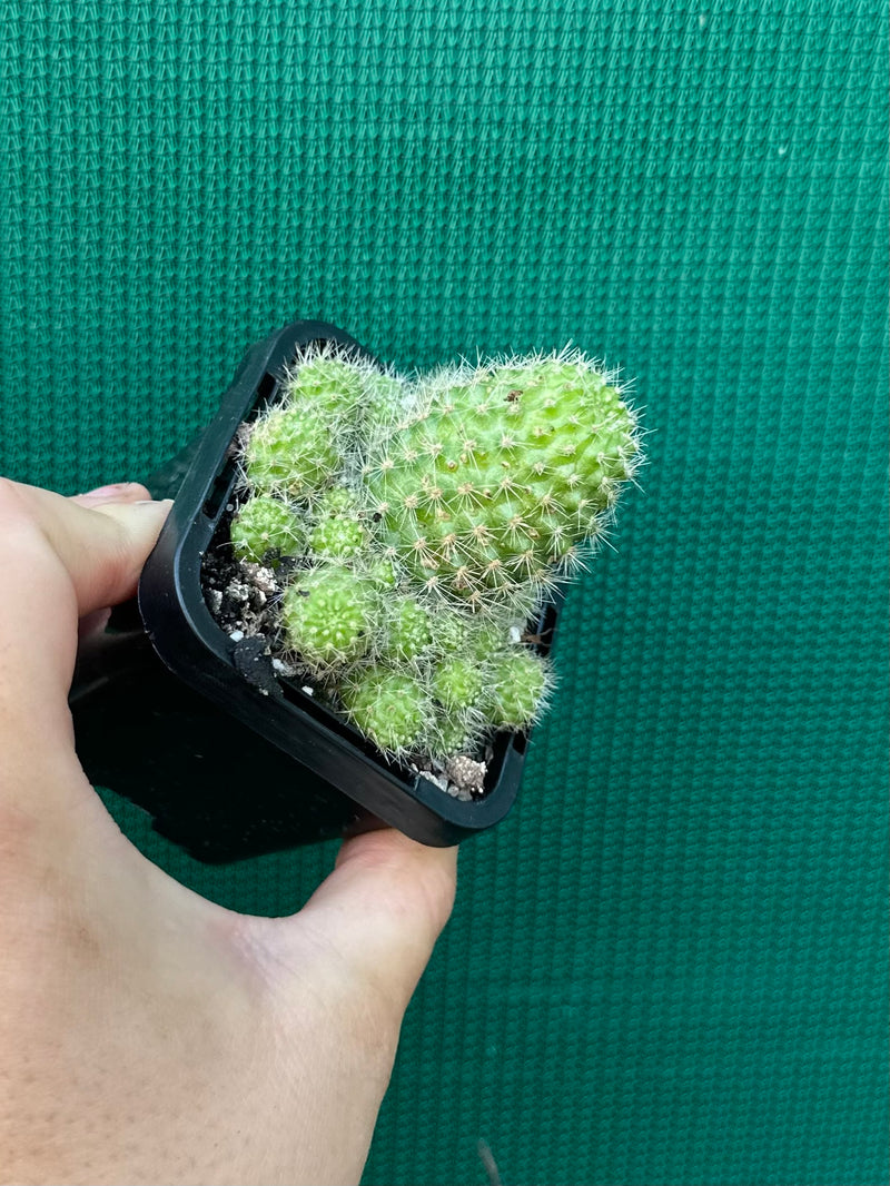 Rebutia pulvinosa (orange)