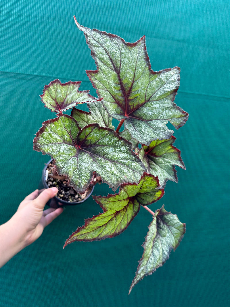 Begonia ‘Dark Whisper’