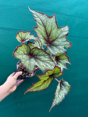 Begonia ‘Dark Whisper’