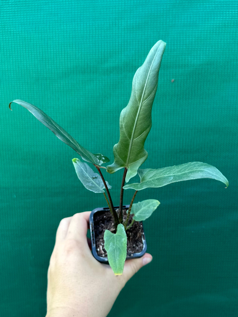 Alocasia ‘Lauterbachiana’ NEW