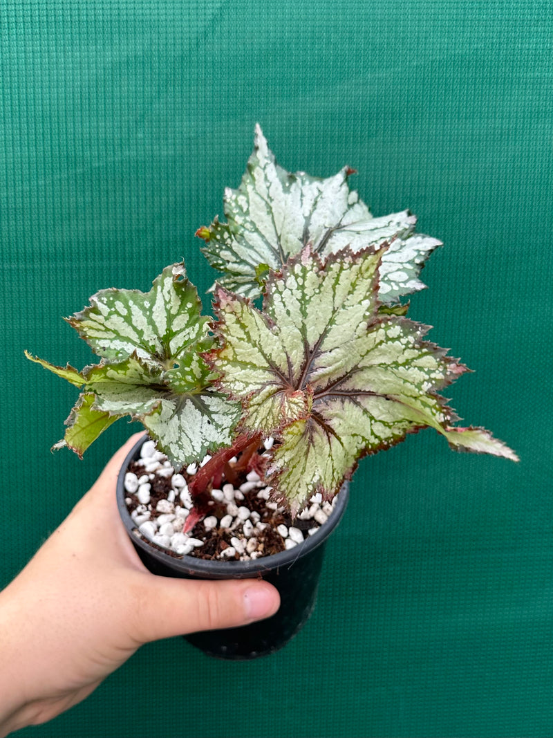 Begonia NOID 65 NEW