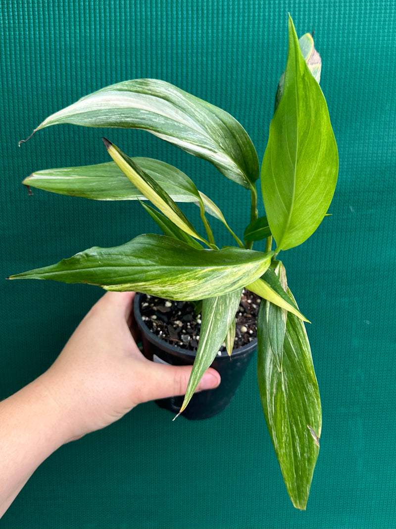 Epipremnum Amplissimum Aurea Variegated