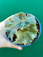 Begonia ‘Muddy Waters’ NEW