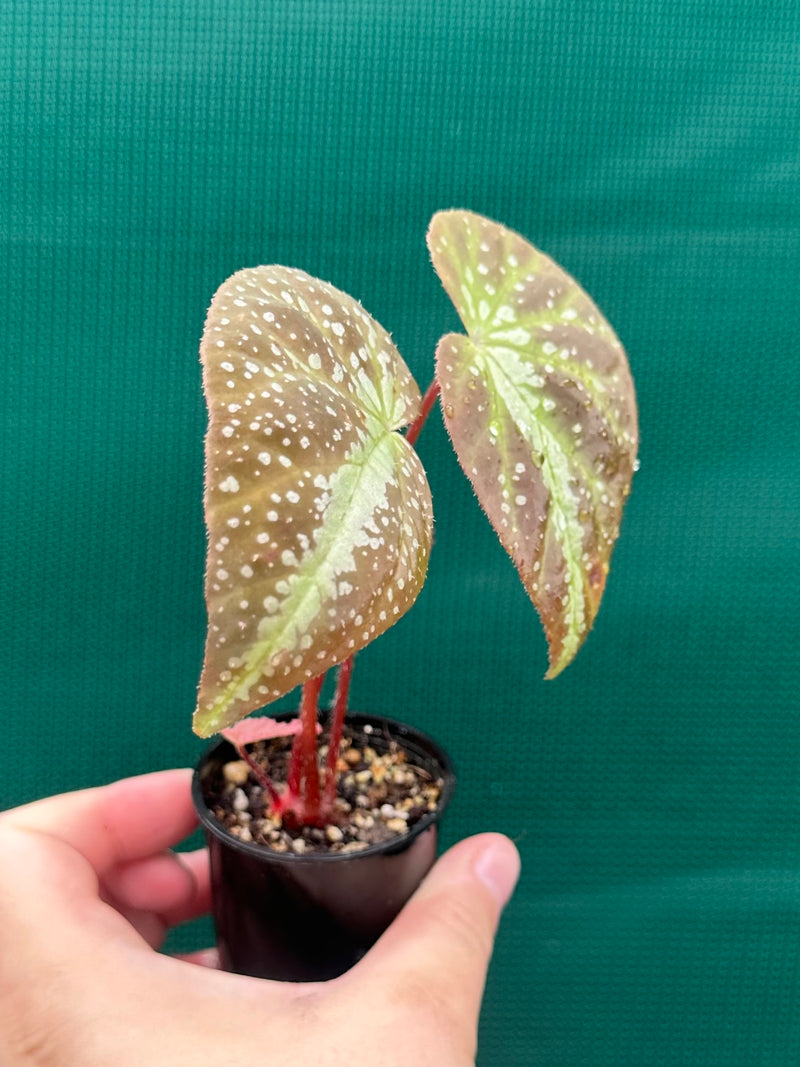 Begonia lavata NEW