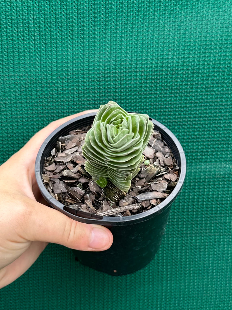 Crassula Buddah’s Temple NEW