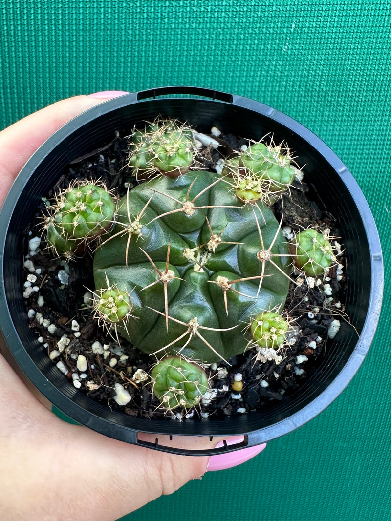 Glymnocalycium anistsii f. compacta