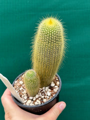 Echinopsis ‘Golden Torch’ NEW