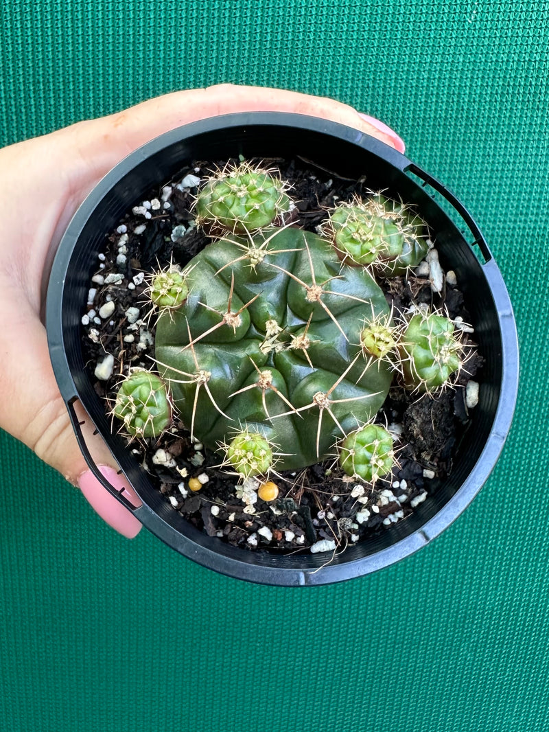 Glymnocalycium anistsii f. compacta