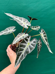 Alocasia ‘Bambino’