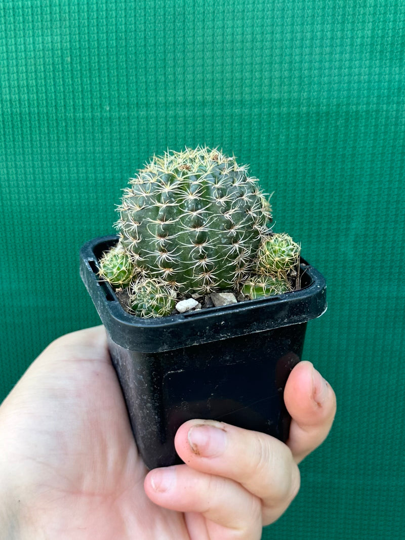 L. arachnacantha (yellow form)