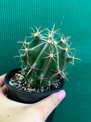 Ferocactus herrerae