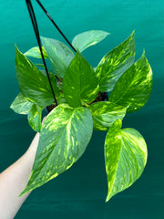 Pothos 'Golden'