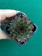 Sempervivum ‘Pacific Red Rose’