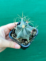 Ferocactus Histrix