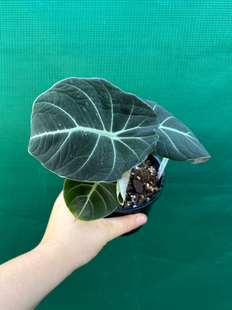 Alocasia ‘Black Velvet’