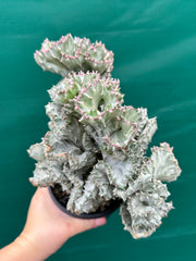 Euphorbia Lactea f. cristata Variegata