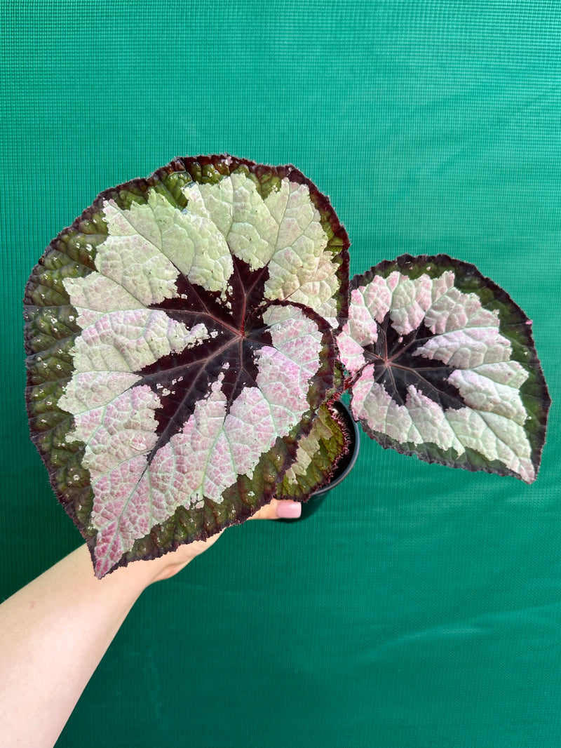 Begonia ‘Lively Ladd’