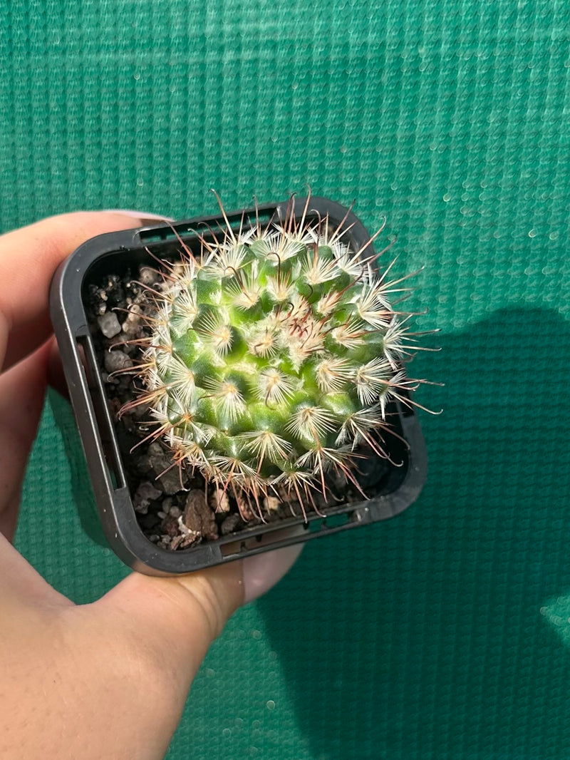 Mammillaria bombycina