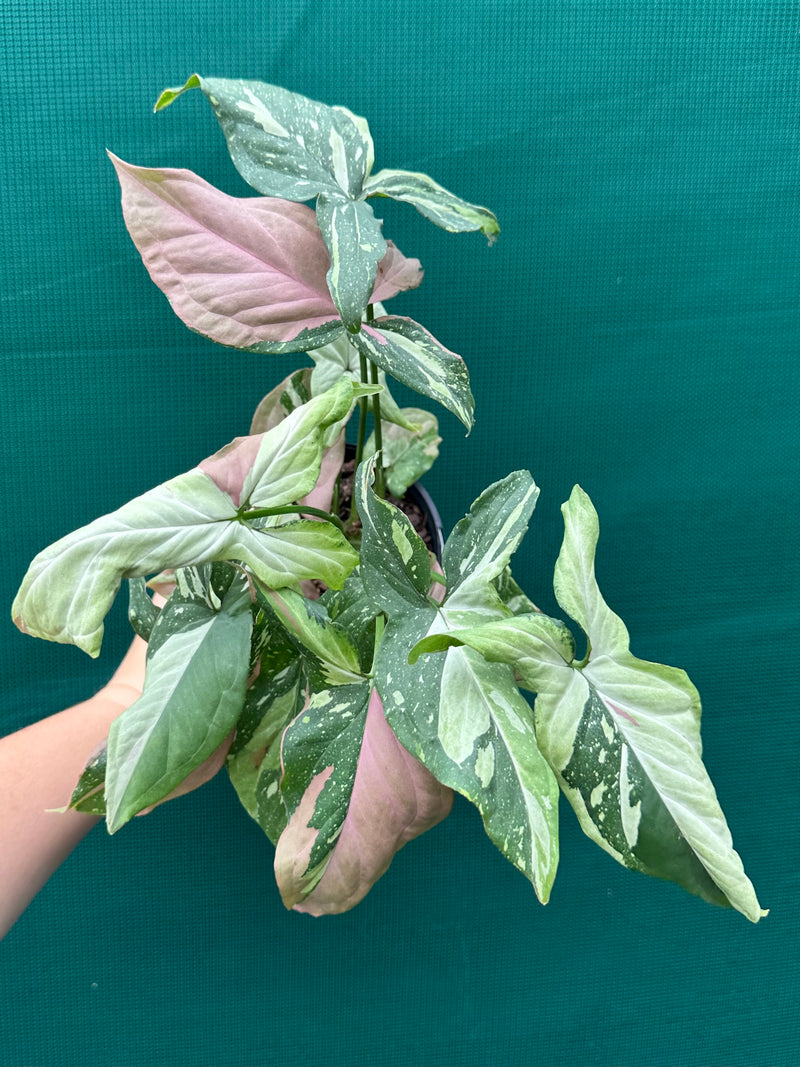 Syngonium ‘Red Spot Tri-Colour’