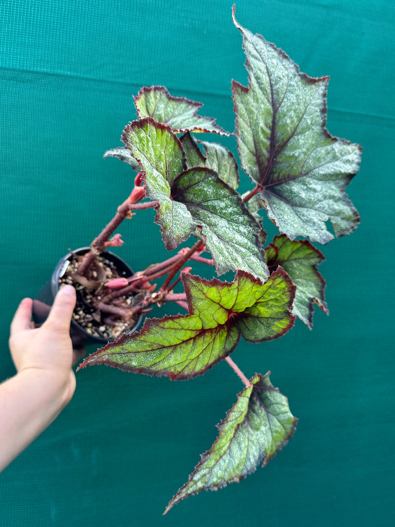 Begonia ‘Dark Whisper’