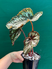 Begonia ‘Silver Legend’