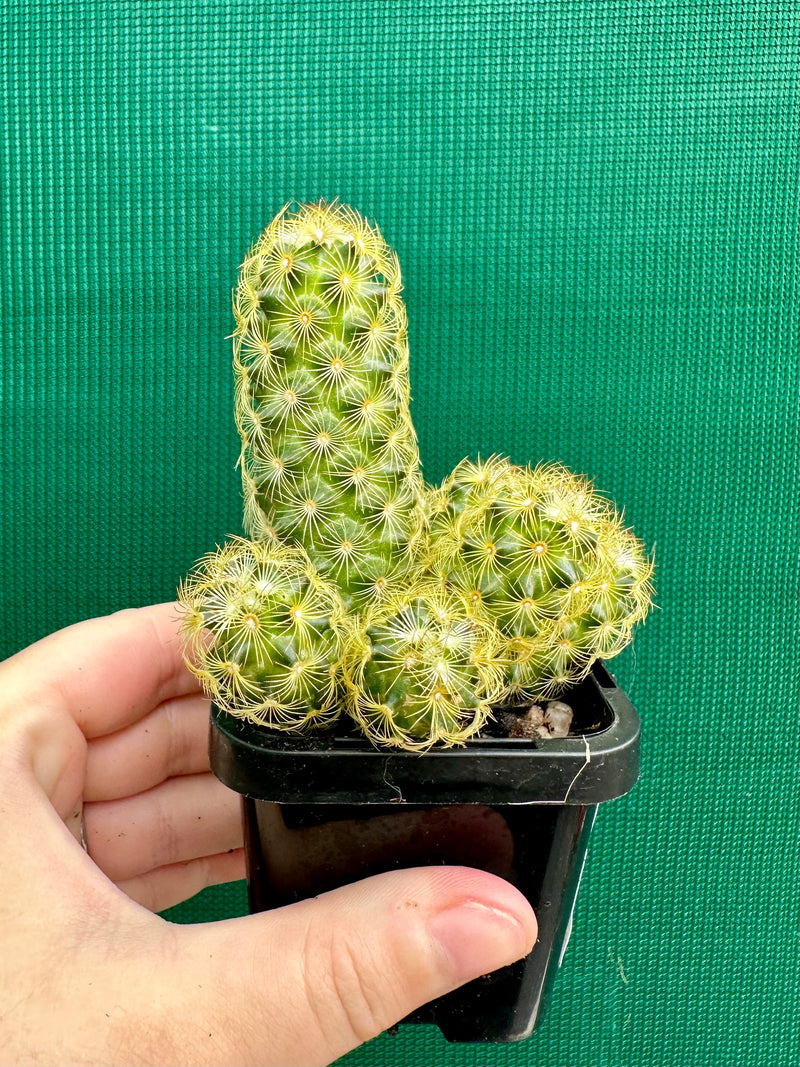 Mammillaria elongata