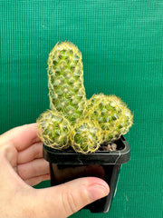 Mammillaria elongata