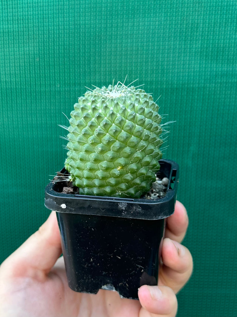 Mammillaria Pico compacta