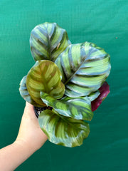 Calathea ‘Orbifolia’