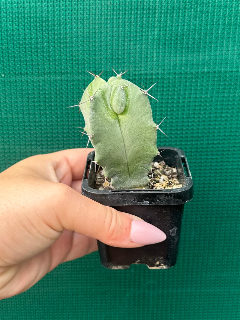 Grey Organ Pipe Cactus