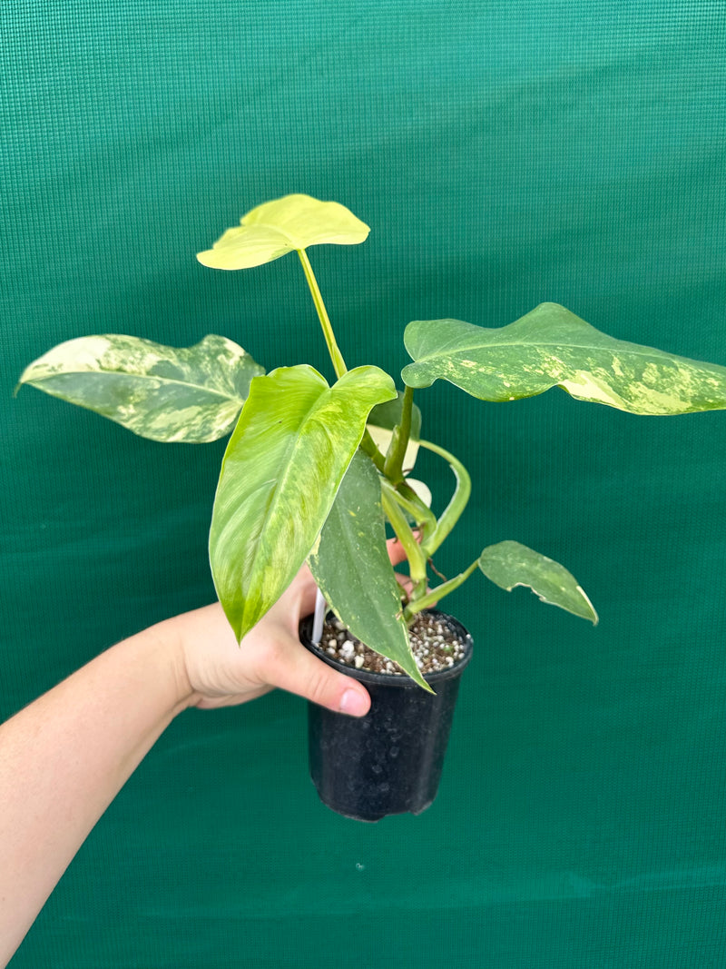 Philodendron ‘Domesticum Variegated’