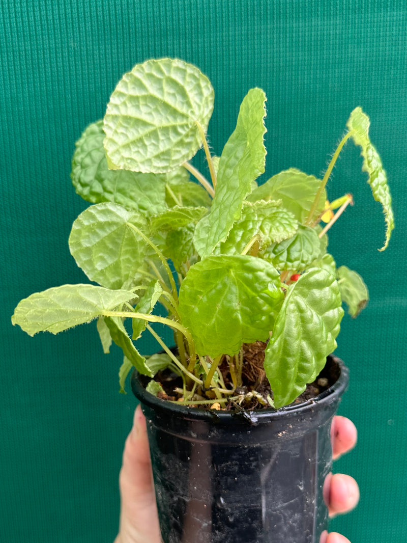 Begonia buttercup (yellow flowers)