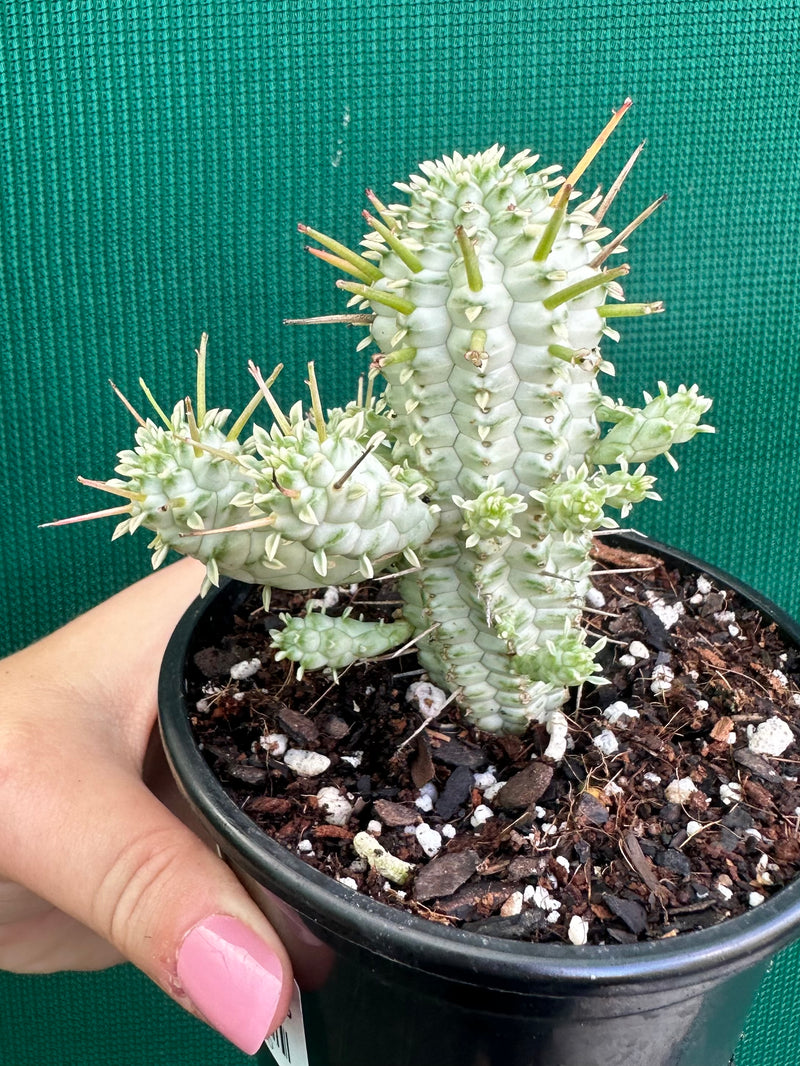 Euphorbia mammillaris variegata ‘Albino Corn Cob’