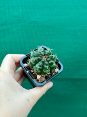 Gymnocalycium