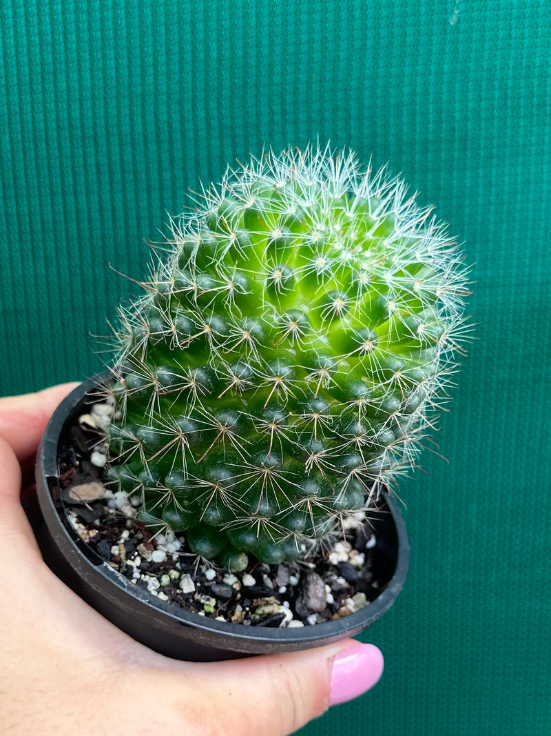 Mammillaria zeilmaniana