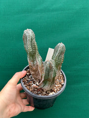 Euphorbia Horrida Hybrid NEW