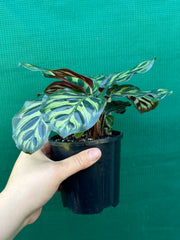 Calathea ‘Makoyana’