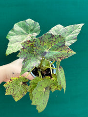 Begonia NOID 67 NEW