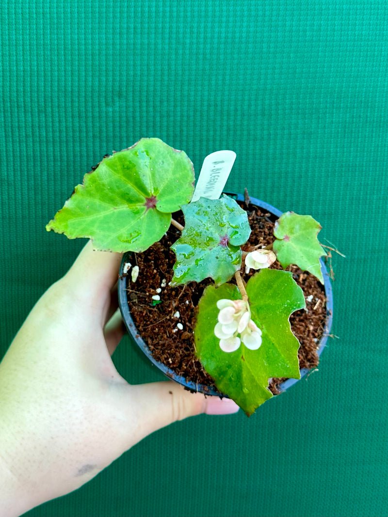 Begonia ‘Bleeding Heart’