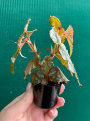 Begonia malachosticta NEW