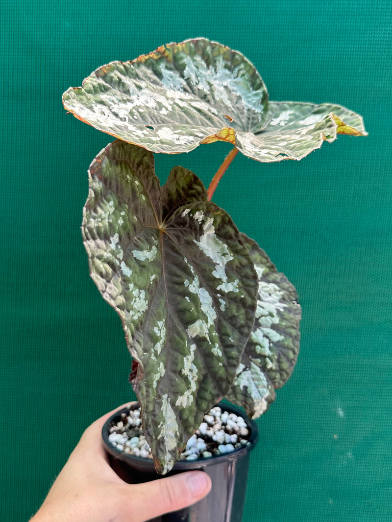 Begonia ‘Silver Legend’