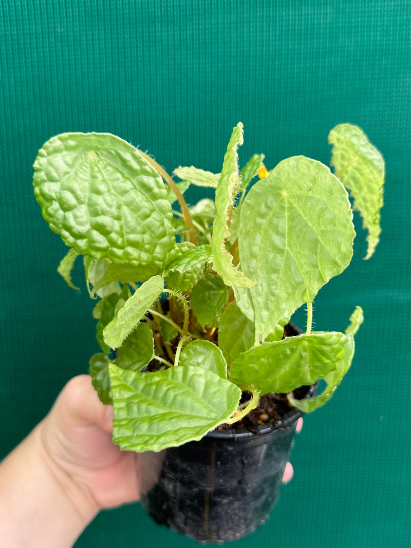 Begonia buttercup (yellow flowers)