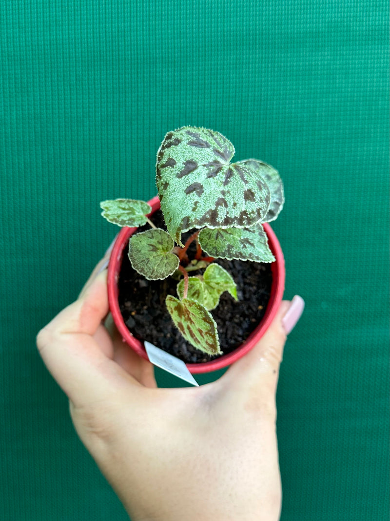 begonia austrovietnamica